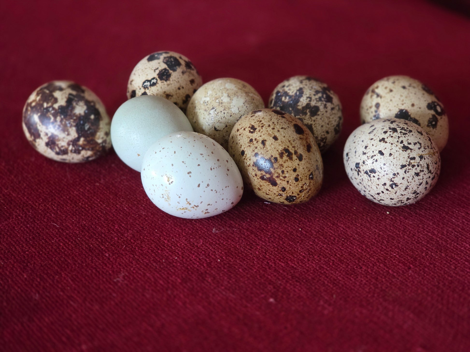 Quail Eggs
